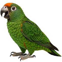Jardine’s Parrot